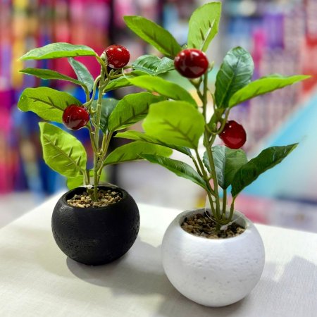 كوار وردة الكرز